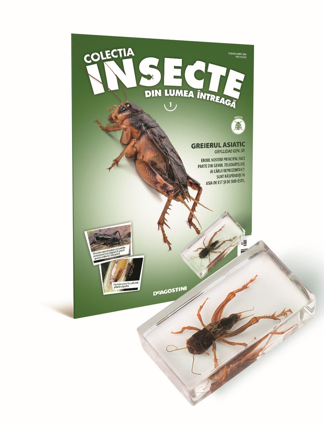 Colectia Insecte din lumea ȋntreaga - Nr. 01: Greierul Asiatic