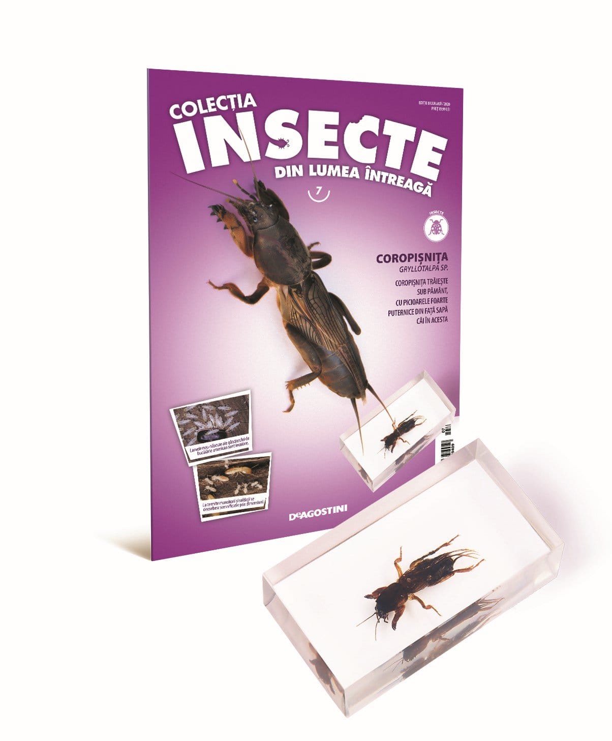 Colectia Insecte din lumea ȋntreaga - Nr. 07: Coropisnita