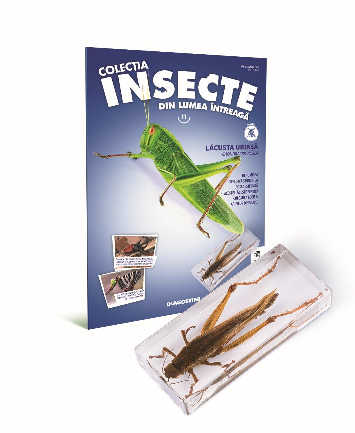 Colectia Insecte din lumea ȋntreaga - Nr. 11: Lacusta Uriasa