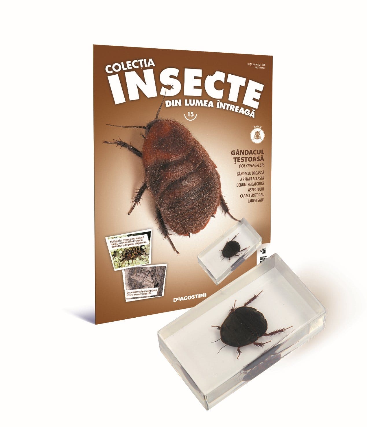 Colectia Insecte din lumea ȋntreaga - Nr. 15: Gandacul Ţestoasa